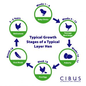 Typical Growth Stages of a Typical Laying Hen