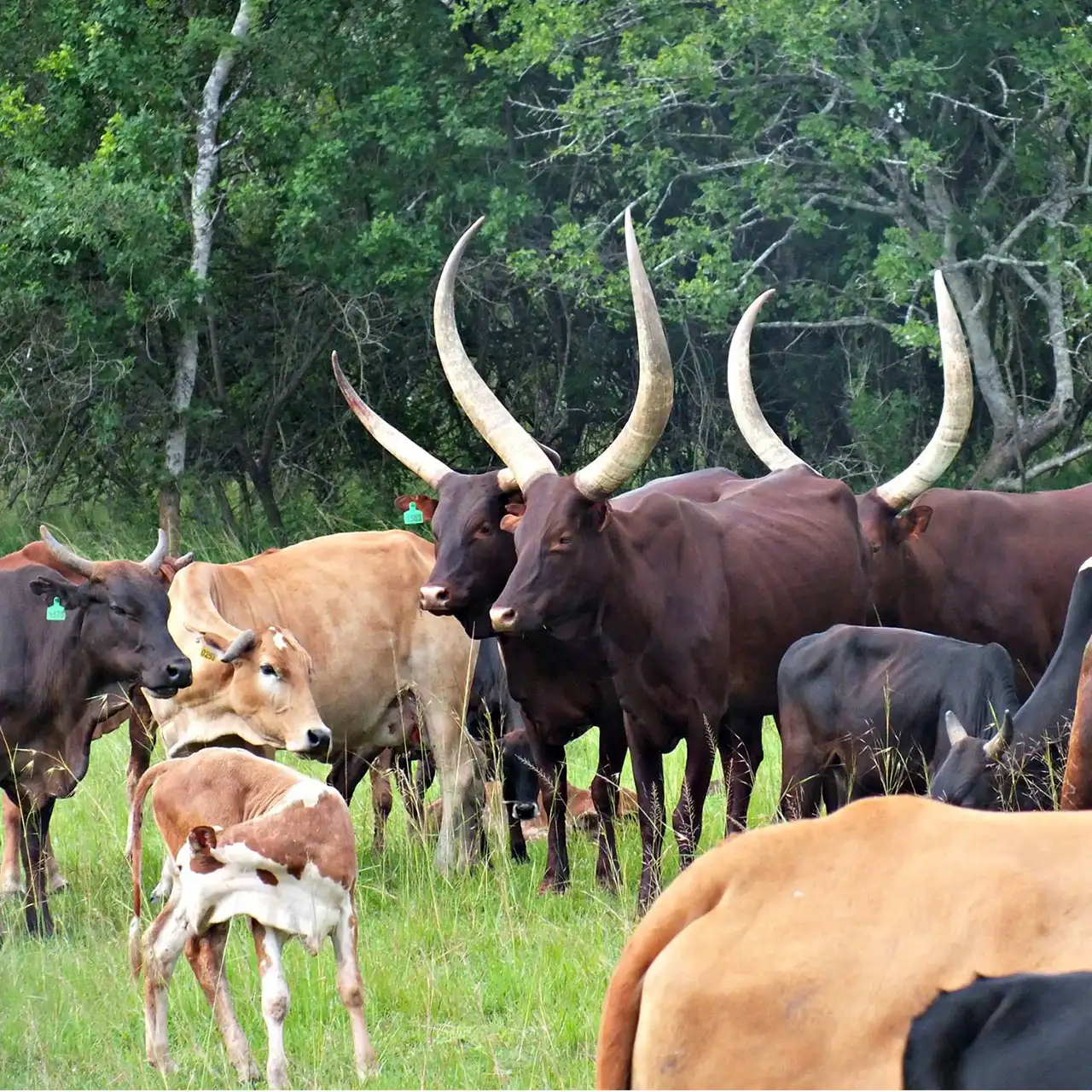 Pharmaceutical Range